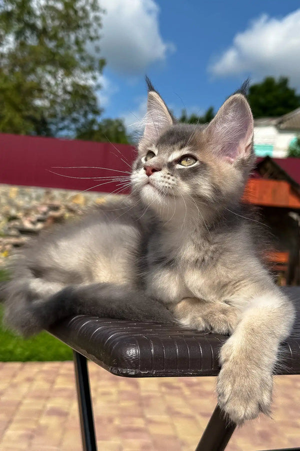 Villamon | golden maine coon kitten