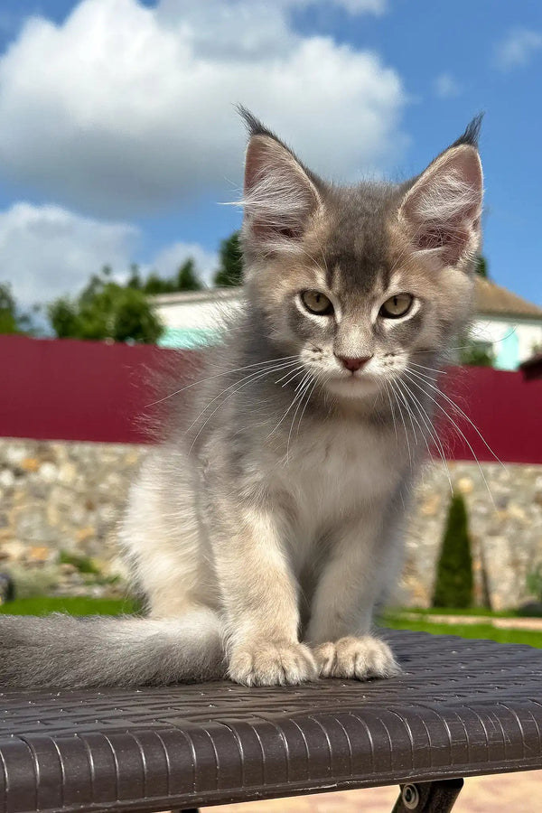 Villamon | golden maine coon kitten