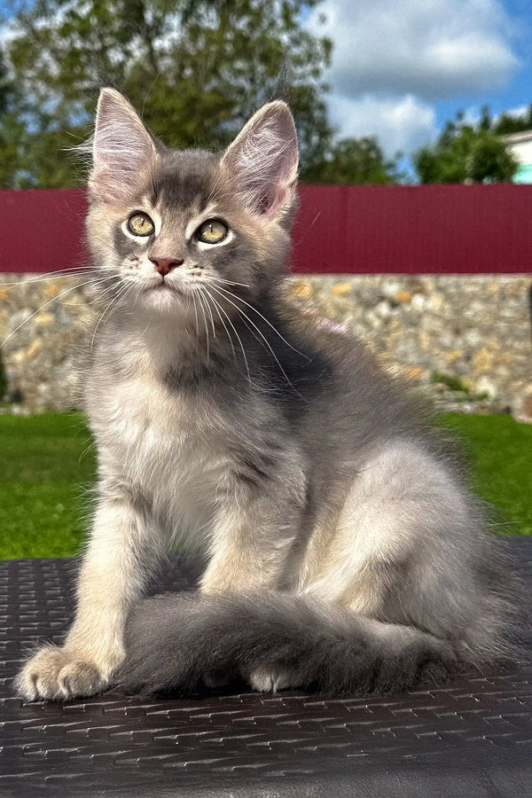 Villamon | golden maine coon kitten