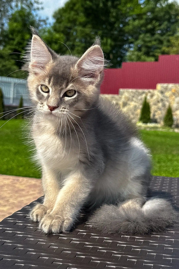 Villamon | golden maine coon kitten