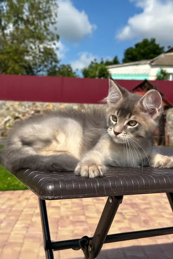 Villamon | golden maine coon kitten