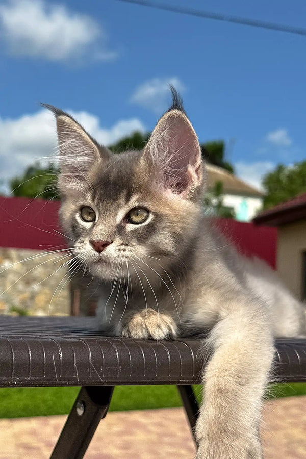 Villamon | golden maine coon kitten