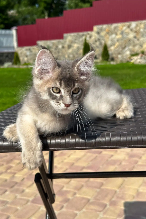 Villamon | golden maine coon kitten