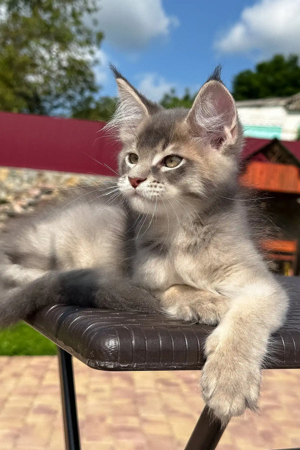 Villamon | golden maine coon kitten