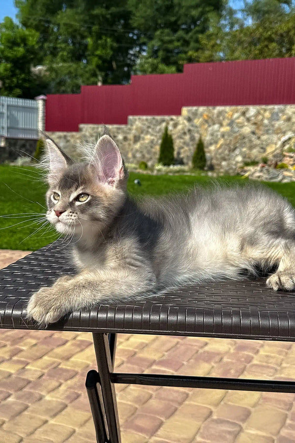 Villamon | golden maine coon kitten