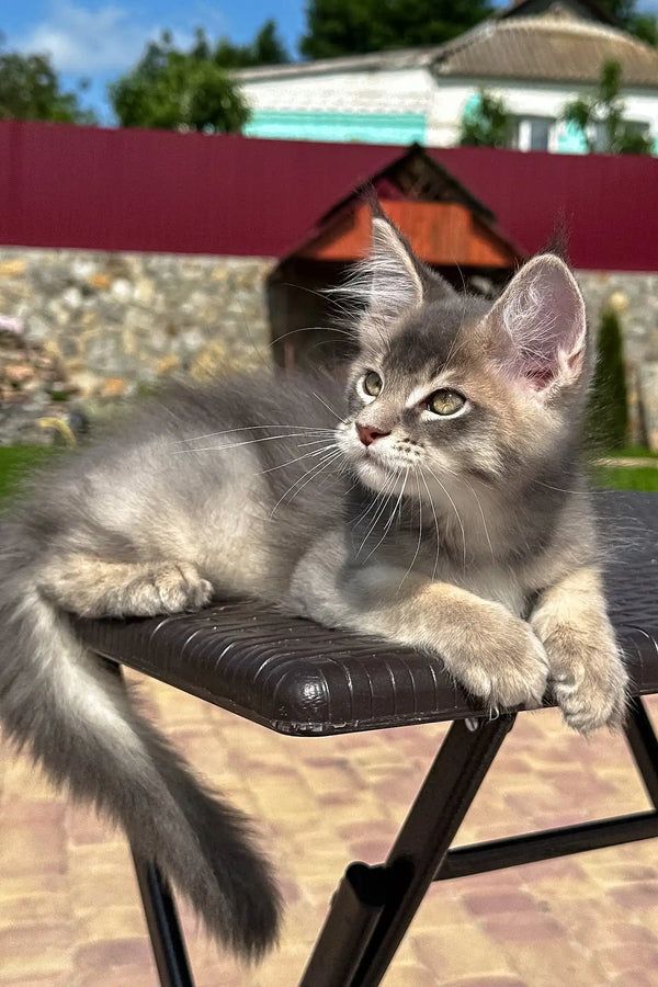 Villamon | golden maine coon kitten