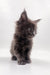 Fluffy gray Maine Coon kitten for adorable Villis | Maine Coon Kitten product