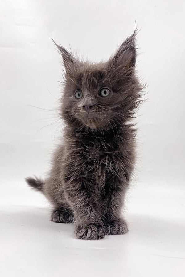 Fluffy gray Maine Coon kitten from Villis perfect for cat lovers