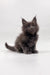 Fluffy gray Maine Coon kitten from the Villis collection, super cute and playful!