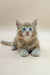 Fluffy gray Maine Coon kitten with stunning blue eyes in Villis product display