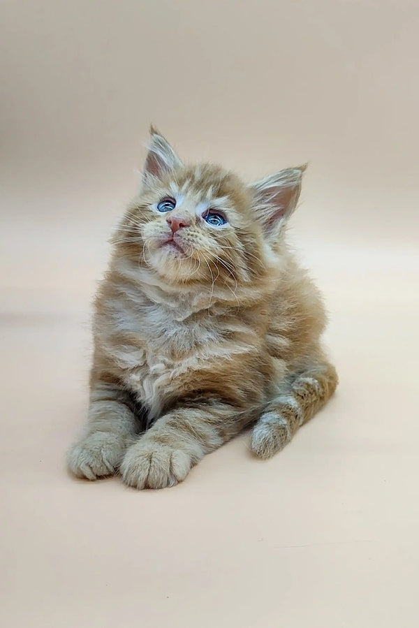 Fluffy Maine Coon kitten with bright blue eyes sitting and looking upward