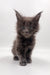 Gray Maine Coon kitten from Villis, cute and playful addition to your life