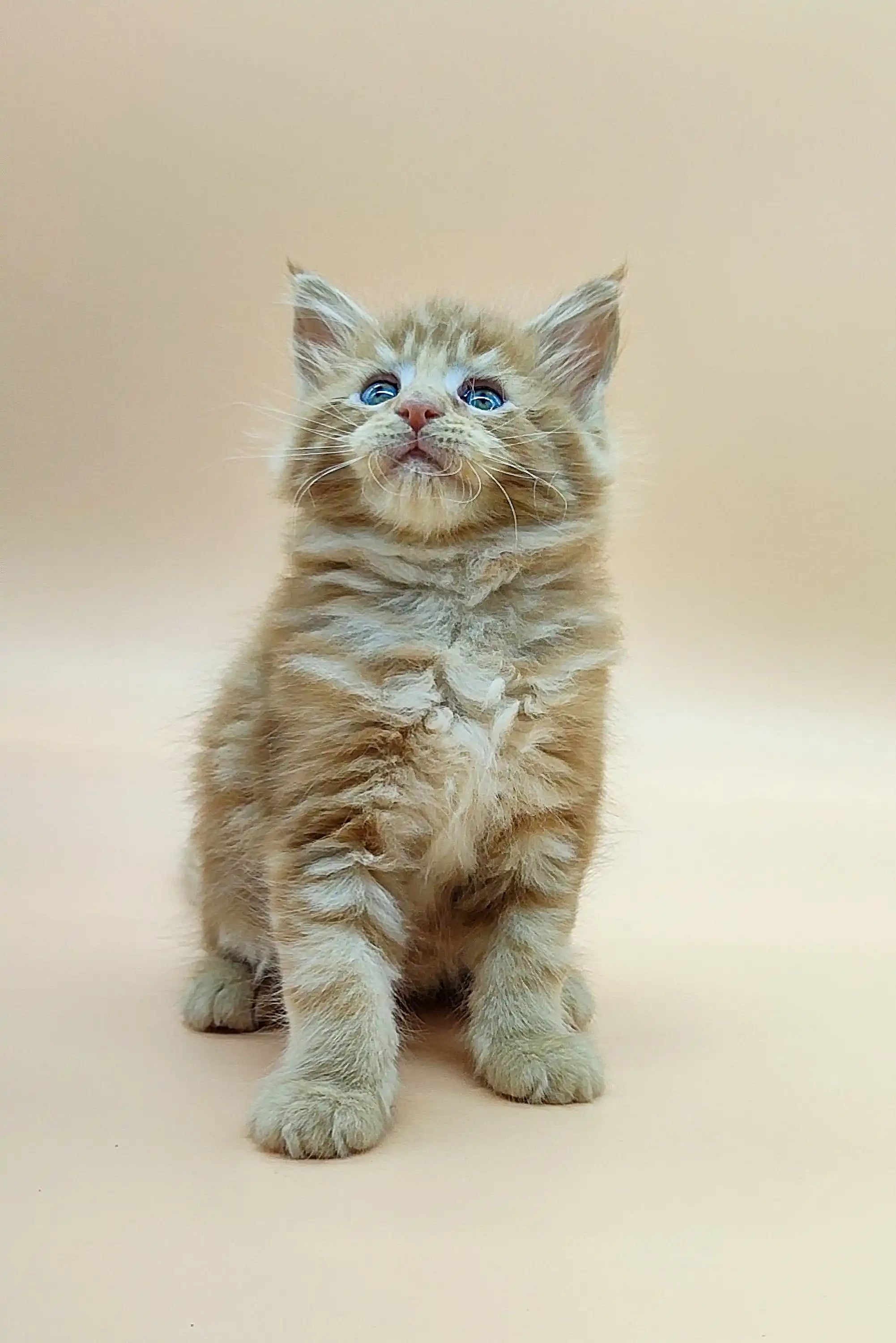 Maine Coon Kittens for Sale Villis | Kitten
