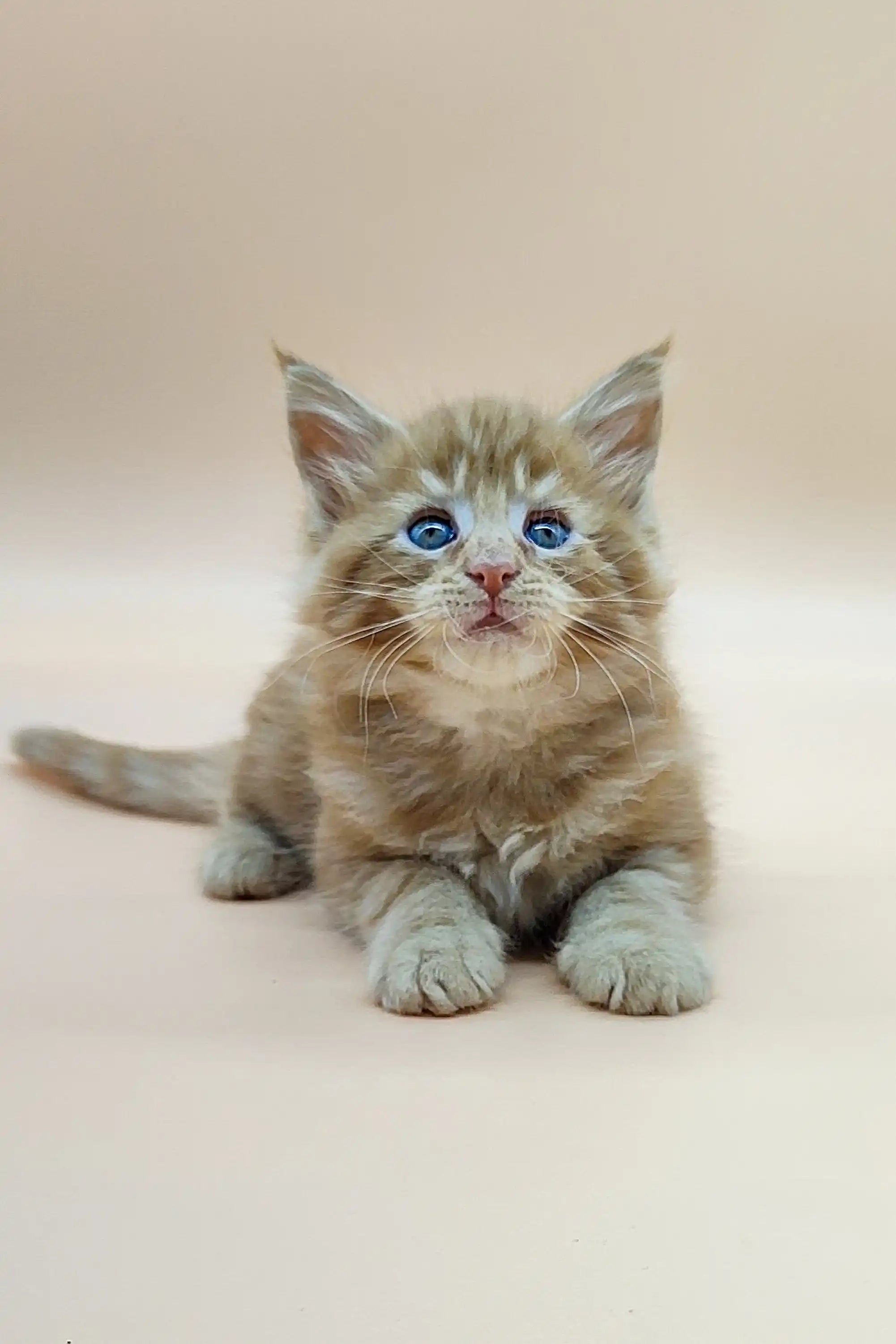 Maine Coon Kittens for Sale Villis | Kitten