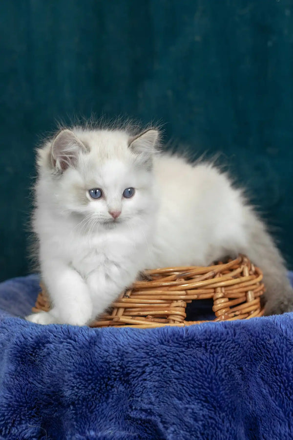 Vinay | ragdoll kitten