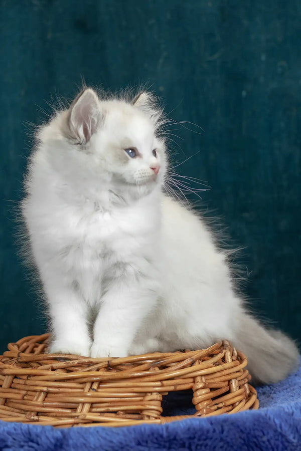 Vinay | ragdoll kitten