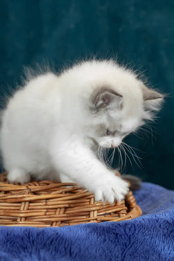 Vinay | ragdoll kitten