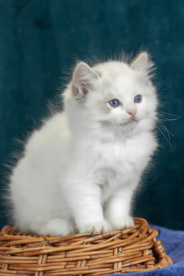 Vinay | ragdoll kitten