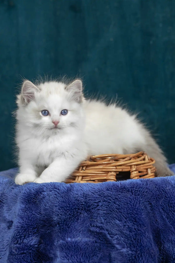 Vinay | ragdoll kitten
