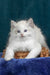 Vinay | ragdoll kitten