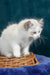 Vinay | ragdoll kitten