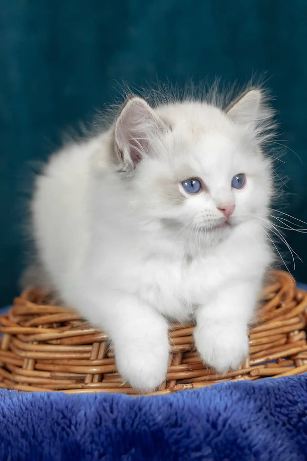 Vinay | ragdoll kitten