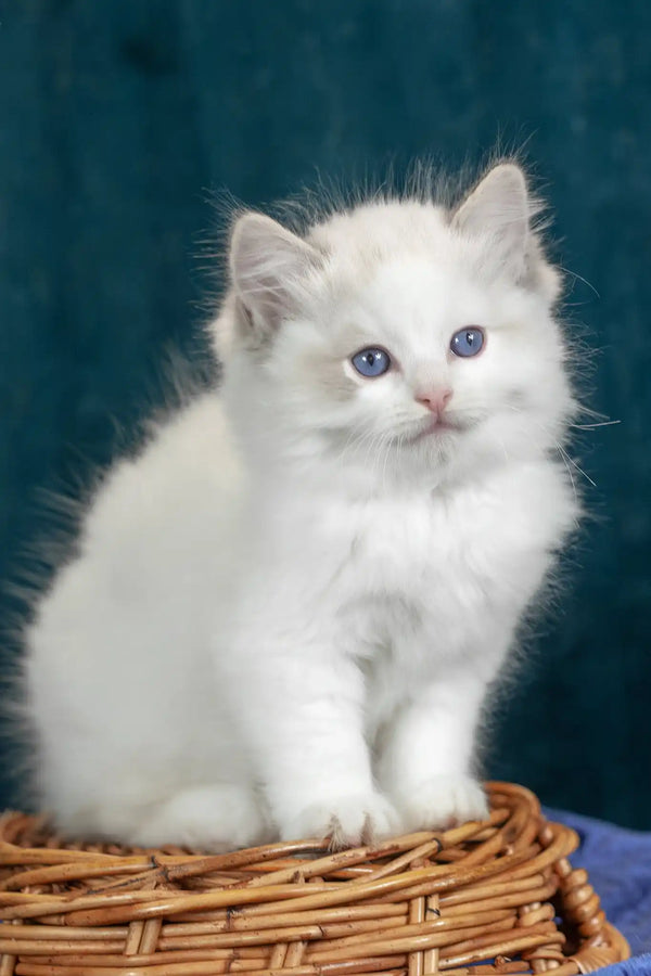 Vinay | ragdoll kitten
