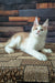 Vince | maine coon kitten