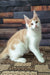 Vince | maine coon kitten