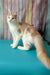 Vince | maine coon kitten