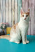 Vince | maine coon kitten