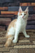Vince | maine coon kitten