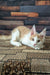 Vince | maine coon kitten