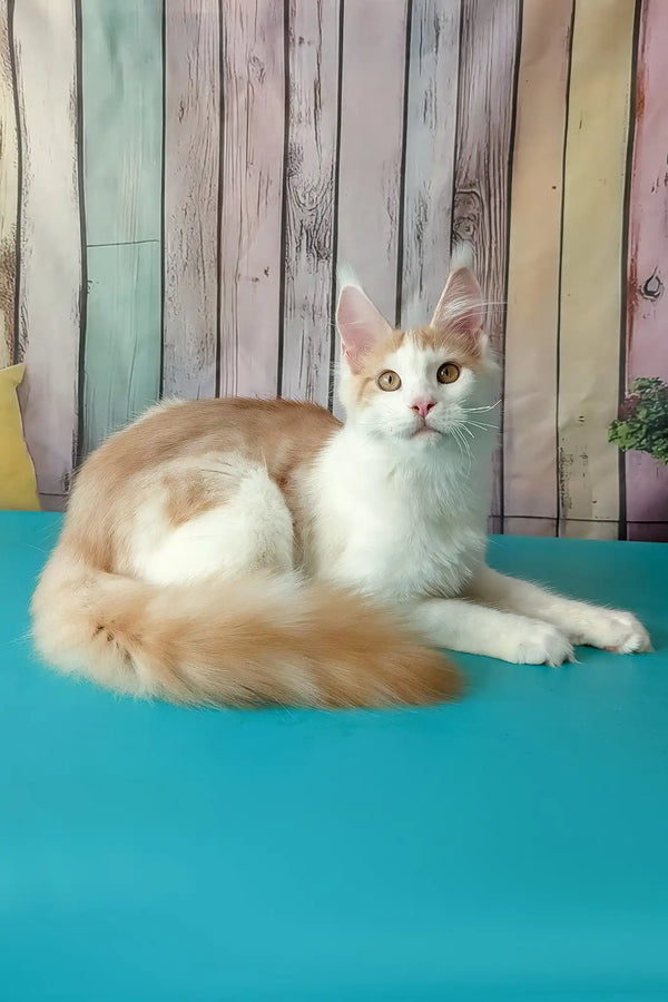 Vince | maine coon kitten