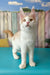 Vince | maine coon kitten