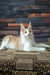 Vince | maine coon kitten