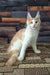Vince | maine coon kitten