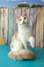 Vince | maine coon kitten