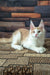 Vince | maine coon kitten