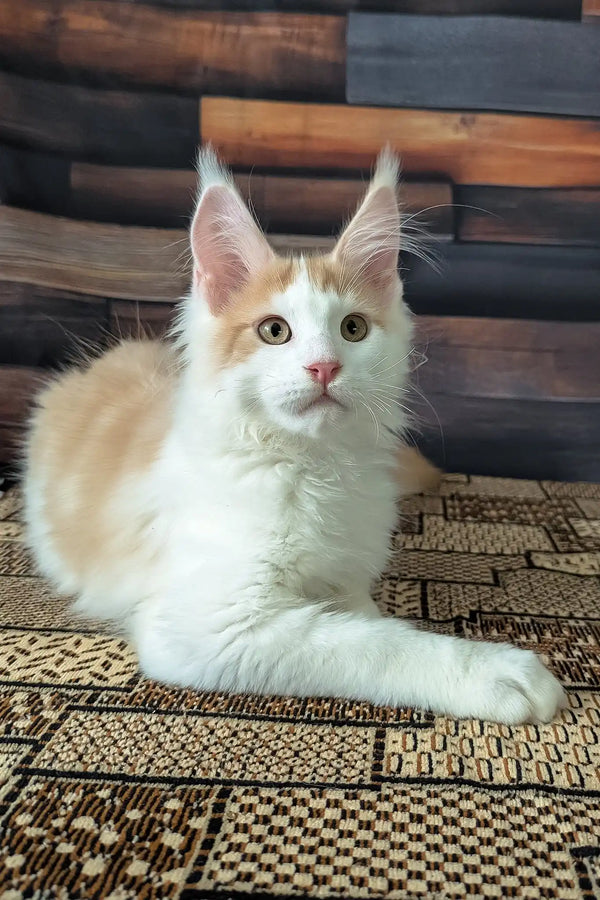 Vince | maine coon kitten