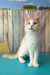 Vince | maine coon kitten