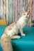 Vince | maine coon kitten