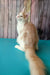 Vince | maine coon kitten