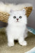 Vincent | british longhair kitten