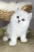 Vincent | british longhair kitten