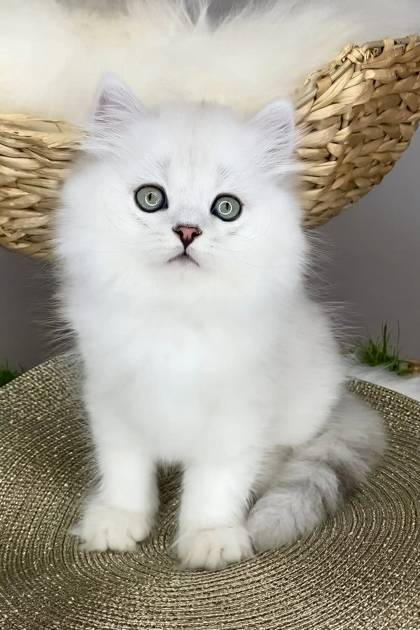 Vincent | british longhair kitten