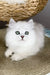 Vincent | british longhair kitten