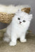 Vincent | british longhair kitten