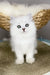 Vincent | british longhair kitten