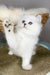 Vincent | british longhair kitten